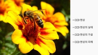 CCD (Colony Collapse Disorder)
꿀벌의 폐사- 군집붕괴현상
 