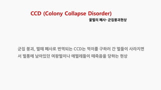 CCD (Colony Collapse Disorder)
꿀벌의 폐사- 군집붕괴현상
 