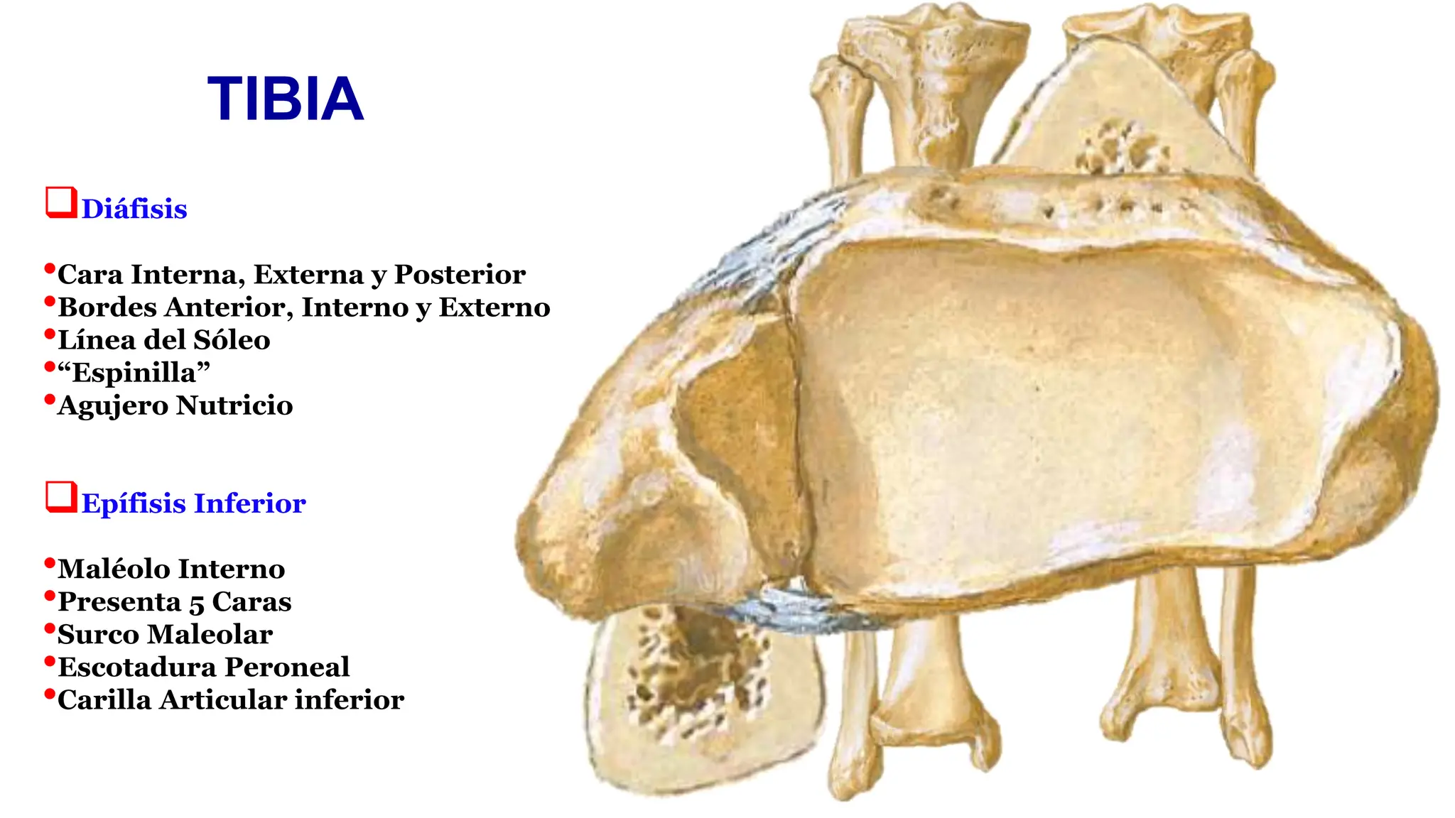 Tibia Linea Anatomía Pelvis y partes inferiores diapositivas | PPTX