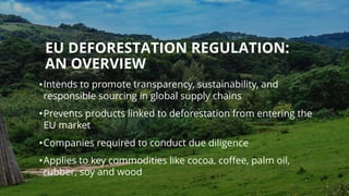 EU DEFORESTATION REGULATION:
AN OVERVIEW
•Intends to promote transparency, sustainability, and
responsible sourcing in global supply chains
•Prevents products linked to deforestation from entering the
EU market
•Companies required to conduct due diligence
•Applies to key commodities like cocoa, coffee, palm oil,
rubber, soy and wood
 