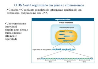 _Aula 1 - O gene e seu funcionamento.pdf