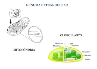 _Aula 1 - O gene e seu funcionamento.pdf