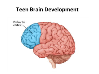 Teen Brain Development
 