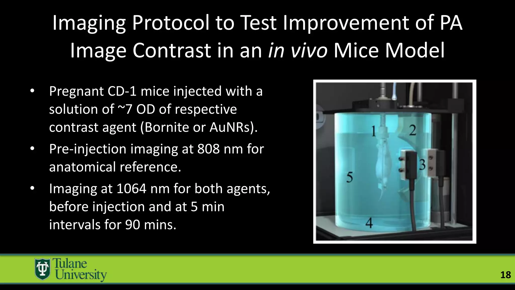 Imaging Protocol to Test Improvement of PA
Image Contrast in an in vivo Mice Model
• Pregnant CD-1 mice injected with a
solution of ~7 OD of respective
contrast agent (Bornite or AuNRs).
• Pre-injection imaging at 808 nm for
anatomical reference.
• Imaging at 1064 nm for both agents,
before injection and at 5 min
intervals for 90 mins.
18
 