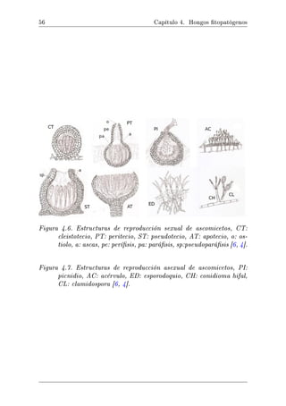 Introducción sintética a las Enfermedades de las Plantas | PDF