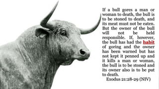 If a bull gores a man or
woman to death, the bull is
to be stoned to death, and
its meat must not be eaten.
But the owner of the bull
will not be held
responsible. If, however,
the bull has had the habit
of goring and the owner
has been warned but has
not kept it penned up and
it kills a man or woman,
the bull is to be stoned and
its owner also is to be put
to death.
Exodus 21:28-29 (NIV)
 