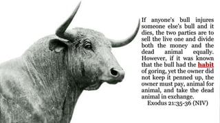 If anyone's bull injures
someone else's bull and it
dies, the two parties are to
sell the live one and divide
both the money and the
dead animal equally.
However, if it was known
that the bull had the habit
of goring, yet the owner did
not keep it penned up, the
owner must pay, animal for
animal, and take the dead
animal in exchange.
Exodus 21:35-36 (NIV)
 