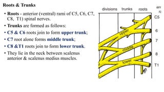 Root Plexus 2024β DETAILED ANATOMY OF BRACHIAL PLEXUS. Pdf | PDF