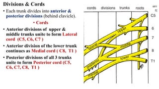2024— DETAILED ANATOMY OF BRACHIAL PLEXUS. Pdf | PDF