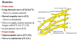 Root Plexus 2024β DETAILED ANATOMY OF BRACHIAL PLEXUS. Pdf | PDF