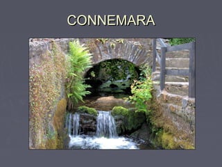CONNEMARACONNEMARA
Music – Robert Plant
Big Log
 