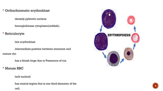 2024-ERYTHROPOISIS-HUMAN PHYSIOLOGY.pptx