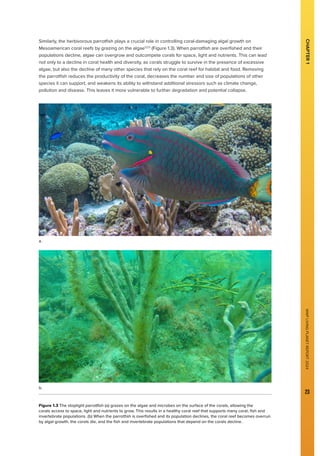 WWF
LIVING
PLANET
REPORT
2024
23
Similarly, the herbivorous parrotfish plays a crucial role in controlling coral-damaging algal growth on
Mesoamerican coral reefs by grazing on the algae12,13
(Figure 1.3). When parrotfish are overfished and their
populations decline, algae can overgrow and outcompete corals for space, light and nutrients. This can lead
not only to a decline in coral health and diversity, as corals struggle to survive in the presence of excessive
algae, but also the decline of many other species that rely on the coral reef for habitat and food. Removing
the parrotfish reduces the productivity of the coral, decreases the number and size of populations of other
species it can support, and weakens its ability to withstand additional stressors such as climate change,
pollution and disease. This leaves it more vulnerable to further degradation and potential collapse.
Figure 1.3 The stoplight parrotfish (a) grazes on the algae and microbes on the surface of the corals, allowing the
corals access to space, light and nutrients to grow. This results in a healthy coral reef that supports many coral, fish and
invertebrate populations. (b) When the parrotfish is overfished and its population declines, the coral reef becomes overrun
by algal growth, the corals die, and the fish and invertebrate populations that depend on the corals decline.
CHAPTER
1
a.
b.
 