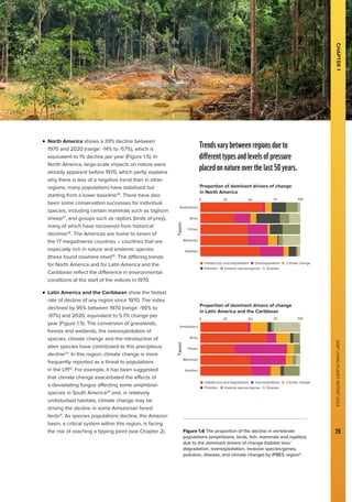 WWF
LIVING
PLANET
REPORT
2024
29

n 
North America shows a 39% decline between
1970 and 2020 (range: -14% to -57%), which is
equivalent to 1% decline per year (Figure 1.5). In
North America, large-scale impacts on nature were
already apparent before 1970, which partly explains
why there is less of a negative trend than in other
regions: many populations have stabilized but
starting from a lower baseline26
. There have also
been some conservation successes for individual
species, including certain mammals such as bighorn
sheep27
, and groups such as raptors (birds of prey),
many of which have recovered from historical
declines28
. The Americas are home to seven of
the 17 megadiverse countries – countries that are
especially rich in nature and endemic species
(those found nowhere else)29
. The differing trends
for North America and for Latin America and the
Caribbean reflect the difference in environmental
conditions at the start of the indices in 1970.
n 
Latin America and the Caribbean show the fastest
rate of decline of any region since 1970. The index
declined by 95% between 1970 (range: -90% to
-97%) and 2020, equivalent to 5.7% change per
year (Figure 1.5). The conversion of grasslands,
forests and wetlands, the overexploitation of
species, climate change and the introduction of
alien species have contributed to this precipitous
decline29
. In this region, climate change is more
frequently reported as a threat to populations
in the LPI16
. For example, it has been suggested
that climate change exacerbated the effects of
a devastating fungus affecting some amphibian
species in South America30
and, in relatively
undisturbed habitats, climate change may be
driving the decline in some Amazonian forest
birds31
. As species populations decline, the Amazon
basin, a critical system within this region, is facing
the risk of reaching a tipping point (see Chapter 2). Figure 1.6 The proportion of the decline in vertebrate
populations (amphibians, birds, fish, mammals and reptiles)
due to the dominant drivers of change (habitat loss/
degradation, overexploitation, invasive species/genes,
pollution, disease, and climate change) by IPBES region8
.
0 25 50 75 100
Amphibians
Taxon
Birds
Fishes
Mammals
Reptiles
Proportion of dominant drivers of change
in North America
Pollution
Overexploitation
Invasive species/genes
Habitat loss and degradation
Disease
Climate change
0 25 50 75 100
Amphibians
Taxon
Birds
Fishes
Mammals
Reptiles
Proportion of dominant drivers of change
in Latin America and the Caribbean
Pollution
Overexploitation
Invasive species/genes
Habitat loss and degradation
Disease
Climate change
CHAPTER
1
WWF
LIVING
PLANET
REPORT
2024
29
Trendsvarybetweenregionsdueto
differenttypesandlevelsofpressure
placedonnatureoverthelast50years.
 