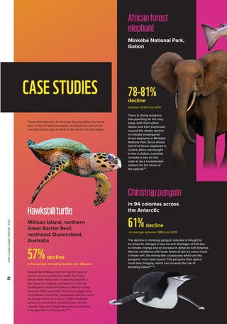 WWF
LIVING
PLANET
REPORT
2024
32
CASESTUDIES
These examples aim to illustrate the population trends as
seen in the LPI data (increases and declines) and recent
research and to give context to the drivers for the region.
Milman Island, northern
Great Barrier Reef,
northeast Queensland,
Australia
57%decline
in the number of nesting females over 28 years
Despite benefitting from the highest level of
marine reserve protection within the Great
Barrier Reef, there was an alarming decline in
the important nesting population of critically
endangered hawksbill turtles on Milman Island
between 1990 and 2018. Scientists suggest this
northeastern Australian population species could
be locally extinct as early as 2036. Hawksbill
turtles are vulnerable to habitat loss, climate
change, legal and illegal harvesting, as well as
entanglement in fishing nets41,42
.
Minkébé National Park,
Gabon
78-81%
decline
between 2004 and 2014
There is strong evidence
that poaching for the ivory
trade, both from within
Gabon and from Cameroon,
caused this drastic decline
in critically endangered
forest elephants in Minkébé
National Park. Since almost
half of all forest elephants in
Central Africa are thought
to live in Gabon, scientists
consider a loss on this
scale to be a considerable
setback for the future of
the species43
.
Hawksbillturtle
Africanforest
elephant
in 94 colonies across
the Antarctic
61%decline
on average between 1980 and 2019
The decline in chinstrap penguin colonies is thought to
be linked to changes in sea ice and shortages of krill due
to climate change and an increase in Antarctic krill fisheries.
Warmer conditions with lower levels of sea ice cover result
in fewer krill, the shrimp-like crustaceans which are the
penguins’ main food source. The penguins then spend
more time foraging, which can increase the risk of
breeding failure44–46
.
Chinstrappenguin
 