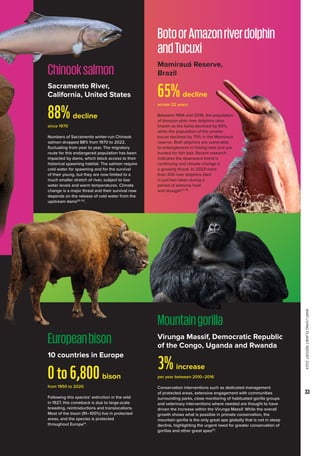 WWF
LIVING
PLANET
REPORT
2024
33
BotoorAmazonriverdolphin
andTucuxi
Chinooksalmon
Mountaingorilla
Europeanbison
10 countries in Europe
0to6,800bison
from 1950 to 2020
from 1950 to 2020
Following this species’ extinction in the wild
in 1927, this comeback is due to large-scale
breeding, reintroductions and translocations.
Most of the bison (91–100%) live in protected
areas, and the species is protected
throughout Europe14
.
Sacramento River,
California, United States
88%decline
since 1970
from 1950 to 2020
Numbers of Sacramento winter-run Chinook
salmon dropped 88% from 1970 to 2022,
fluctuating from year to year. The migratory
route for this endangered population has been
impacted by dams, which block access to their
historical spawning habitat. The salmon require
cold water for spawning and for the survival
of their young, but they are now limited to a
much smaller stretch of river, subject to low
water levels and warm temperatures. Climate
change is a major threat and their survival now
depends on the release of cold water from the
upstream dams50–52
.
Virunga Massif, Democratic Republic
of the Congo, Uganda and Rwanda
3%increase
per year between 2010–2016
from 1950 to 2020
Conservation interventions such as dedicated management
of protected areas, extensive engagement with communities
surrounding parks, close monitoring of habituated gorilla groups
and veterinary interventions where needed are thought to have
driven the increase within the Virunga Massif. While the overall
growth shows what is possible in primate conservation, the
mountain gorilla is the only great ape globally that is not in steep
decline, highlighting the urgent need for greater conservation of
gorillas and other great apes53
.
Mamirauá Reserve,
Brazil
65%decline
across 22 years
Between 1994 and 2016, the population
of Amazon pink river dolphins (also
known as the boto) declined by 65%,
while the population of the smaller
tucuxi declined by 75% in the Mamirauá
reserve. Both dolphins are vulnerable
to entanglement in fishing nets and are
hunted for fish bait. Recent research
indicates the downward trend is
continuing and climate change is
a growing threat. In 2023 more
than 330 river dolphins died
in just two lakes during a
period of extreme heat
and drought47–49
.
 
