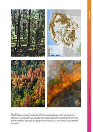 WWF
LIVING
PLANET
REPORT
2024
37
Figure 2.3 North American pine forest tipping point. (a) Western North American pine forest with dense understory from
a century of fire suppression which provides increased fuel for wildfires. (b) Percentage of area with pine damage by
watershed in the expanded range of the pine bark beetle infestation from 2000-2020. (c) Aerial photograph of dead pine
trees (brown-orange trees) killed by the combination of pine bark beetle infestation and climate change-induced drought.
(d) Aerial photograph of wildfire in the North American pine forest; fires burn more areas, hotter, and more completely due
to increased fuel load from the combination of wildfire suppression, climate change-induced pine bark beetle expansion
and drought68,69
.
CHAPTER
2
WWF
LIVING
PLANET
REPORT
2024
37
a.
c.
b.
d.
 