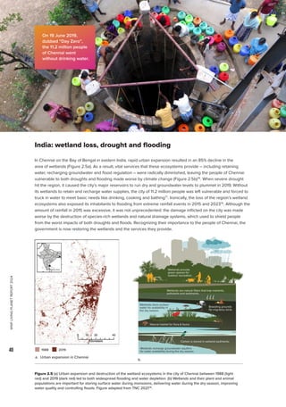 WWF
LIVING
PLANET
REPORT
2024
40
India: wetland loss, drought and flooding
In Chennai on the Bay of Bengal in eastern India, rapid urban expansion resulted in an 85% decline in the
area of wetlands (Figure 2.5a). As a result, vital services that these ecosystems provide – including retaining
water, recharging groundwater and flood regulation – were radically diminished, leaving the people of Chennai
vulnerable to both droughts and flooding made worse by climate change (Figure 2.5b)76
. When severe drought
hit the region, it caused the city’s major reservoirs to run dry and groundwater levels to plummet in 2019. Without
its wetlands to retain and recharge water supplies, the city of 11.2 million people was left vulnerable and forced to
truck in water to meet basic needs like drinking, cooking and bathing77
. Ironically, the loss of the region’s wetland
ecosystems also exposed its inhabitants to flooding from extreme rainfall events in 2015 and 202376
. Although the
amount of rainfall in 2015 was excessive, it was not unprecedented: the damage inflicted on the city was made
worse by the destruction of species-rich wetlands and natural drainage systems, which used to shield people
from the worst impacts of both droughts and floods. Recognizing their importance to the people of Chennai, the
government is now restoring the wetlands and the services they provide.
Figure 2.5 (a) Urban expansion and destruction of the wetland ecosystems in the city of Chennai between 1988 (light
red) and 2019 (dark red) led to both widespread flooding and water depletion. (b) Wetlands and their plant and animal
populations are important for storing surface water during monsoons, delivering water during the dry season, improving
water quality and controlling floods. Figure adapted from TNC 202178
.
Wetlands provide
green spaces for
outdoor recreation.
Natural habitat for flora  fauna
Carbon is stored in wetland sediments.
Breeding grounds
for migratory birds
Wetlands recharge groundwater aquifers
for water availability during the dry season.
Wetlands store surface
water for availability in
the dry season.
Wetlands are natural filters that trap nutrients,
pollutants and sediments.
b.
a. Urban expansion in Chennai
1988 2019
On 19 June 2019,
dubbed “Day Zero”,
the 11.2 million people
of Chennai went
without drinking water.
 