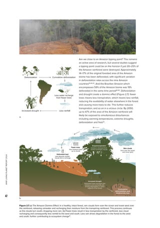 WWF
LIVING
PLANET
REPORT
2024
42
Rain clouds
form over the ocean
and move west
Fewer trees
less moisture back
up to clouds
Deforested land
land absorbs rainfall;
clouds fail to recharge
Cumulative
deforestation and
biodiversity loss
Increased drought
distressed trees transpire less
moisture and eventually die,
driving degradation in other
regions of the forest
Evapotranspiration
moisture released from
forest recharges clouds
Are we close to an Amazon tipping point? This remains
an active area of research, but several studies suggest
a tipping point could be on the horizon if just 20–25% of
the Amazon rainforest were destroyed. Approximately
14–17% of the original forested area of the Amazon
biome has been deforested, with significant variation
in deforestation rates across the nine Amazon
countries85,86,90
. And the Brazilian Amazon which
encompasses 59% of the Amazon biome was 19%
deforested in the same time period85,86
. Deforestation
and drought create a domino effect (Figure 2.7): fewer
trees means less transpiration, which means less rainfall,
reducing the availability of water elsewhere in the forest
and causing more trees to die. This further reduces
transpiration, and so on in a vicious circle. By 2050,
up to 47% of the area of the Amazon rainforest will
likely be exposed to simultaneous disturbances
including warming temperatures, extreme droughts,
deforestation and fires92
.
Deforestation
Less rainfall
Increased drought
Cumulative deforestation
Less water recharge
from fewer trees
a.
b.
Figure 2.7 (a) The Amazon Domino Effect: In a healthy, intact forest, rain clouds form over the ocean and travel west over
the rainforest, releasing rainwater and recharging their moisture from the transpiring rainforest. This process continues
as the clouds turn south, dropping more rain. (b) Fewer trees result in less transpiration by the rainforest, less cloud
recharging and consequently less rainfall to the west and south. Less rain drives degradation in the forest to the west
and south, further contributing to ecosystem change91
.
 