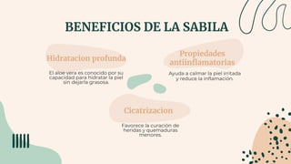 BENEFICIOS DE LA SABILA
Hidratacion profunda
El aloe vera es conocido por su
capacidad para hidratar la piel
sin dejarla grasosa.
Propiedades
antiinflamatorias
Ayuda a calmar la piel irritada
y reduce la inflamación.
Cicatrizacion
Favorece la curación de
heridas y quemaduras
menores.
 