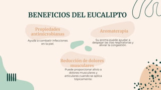 BENEFICIOS DEL EUCALIPTO
Propiedades
antimicrobianas
Ayuda a combatir infecciones
en la piel.
Aromaterapia
Su aroma puede ayudar a
despejar las vías respiratorias y
aliviar la congestión.
Reducción de dolores
musculares
Puede proporcionar alivio a
dolores musculares y
articulares cuando se aplica
tópicamente.
 