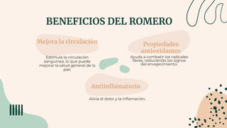 BENEFICIOS DEL ROMERO
Mejora la circulación
Estimula la circulación
sanguínea, lo que puede
mejorar la salud general de la
piel.
Propiedades
antioxidantes
Ayuda a combatir los radicales
libres, reduciendo los signos
del envejecimiento.
Antiinflamatorio
Alivia el dolor y la inflamación.
 