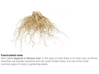 Fasculated Roots 2024 BOT 121 leaf-stem-root morphology.pdf