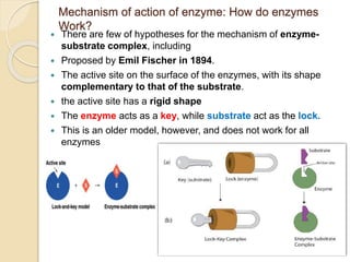 2024_Chapter_4_Edited_Cellular_Metabolism_and_Metabolic_Disorders (4).pptx