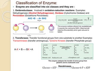 2024_Chapter_4_Edited_Cellular_Metabolism_and_Metabolic_Disorders (4).pptx