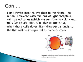 - Light travels into the eye then to the retina. The
retina is covered with millions of light receptive
cells called cones (which are sensitive to color) and
rods (which are more sensitive to intensity).
- When these cells detect light they send signals to
the that will be interpreted as name of colors.
 