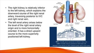 • The right kidney is relatively inferior
to the left kidney, which explains the
downward course of the right renal
artery, traversing posterior to IVC
and right renal vein.
• The left renal artery arises below
the level of the right renal artery
origin and is more horizontally
oriented. It has a direct upward
course to the more superiorly
positioned left kidney.
 