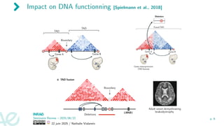 Impact on DNA functionning [Spielmann et al., 2018]
Séminaire Rennes – 2025/06/22
22 juin 2025 / Nathalie Vialaneix
p. 6
 