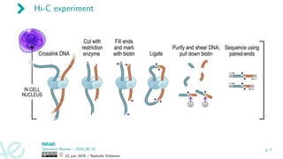 Hi-C experiment
Séminaire Rennes – 2025/06/22
22 juin 2025 / Nathalie Vialaneix
p. 7
 