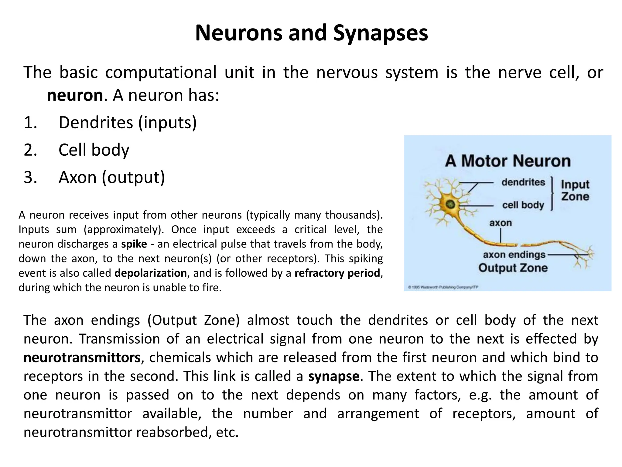 Neurons and Synapses
The basic computational unit in the nervous system is the nerve cell, or
neuron. A neuron has:
1. Dendrites (inputs)
2. Cell body
3. Axon (output)
A neuron receives input from other neurons (typically many thousands).
Inputs sum (approximately). Once input exceeds a critical level, the
neuron discharges a spike - an electrical pulse that travels from the body,
down the axon, to the next neuron(s) (or other receptors). This spiking
event is also called depolarization, and is followed by a refractory period,
during which the neuron is unable to fire.
The axon endings (Output Zone) almost touch the dendrites or cell body of the next
neuron. Transmission of an electrical signal from one neuron to the next is effected by
neurotransmittors, chemicals which are released from the first neuron and which bind to
receptors in the second. This link is called a synapse. The extent to which the signal from
one neuron is passed on to the next depends on many factors, e.g. the amount of
neurotransmittor available, the number and arrangement of receptors, amount of
neurotransmittor reabsorbed, etc.
 