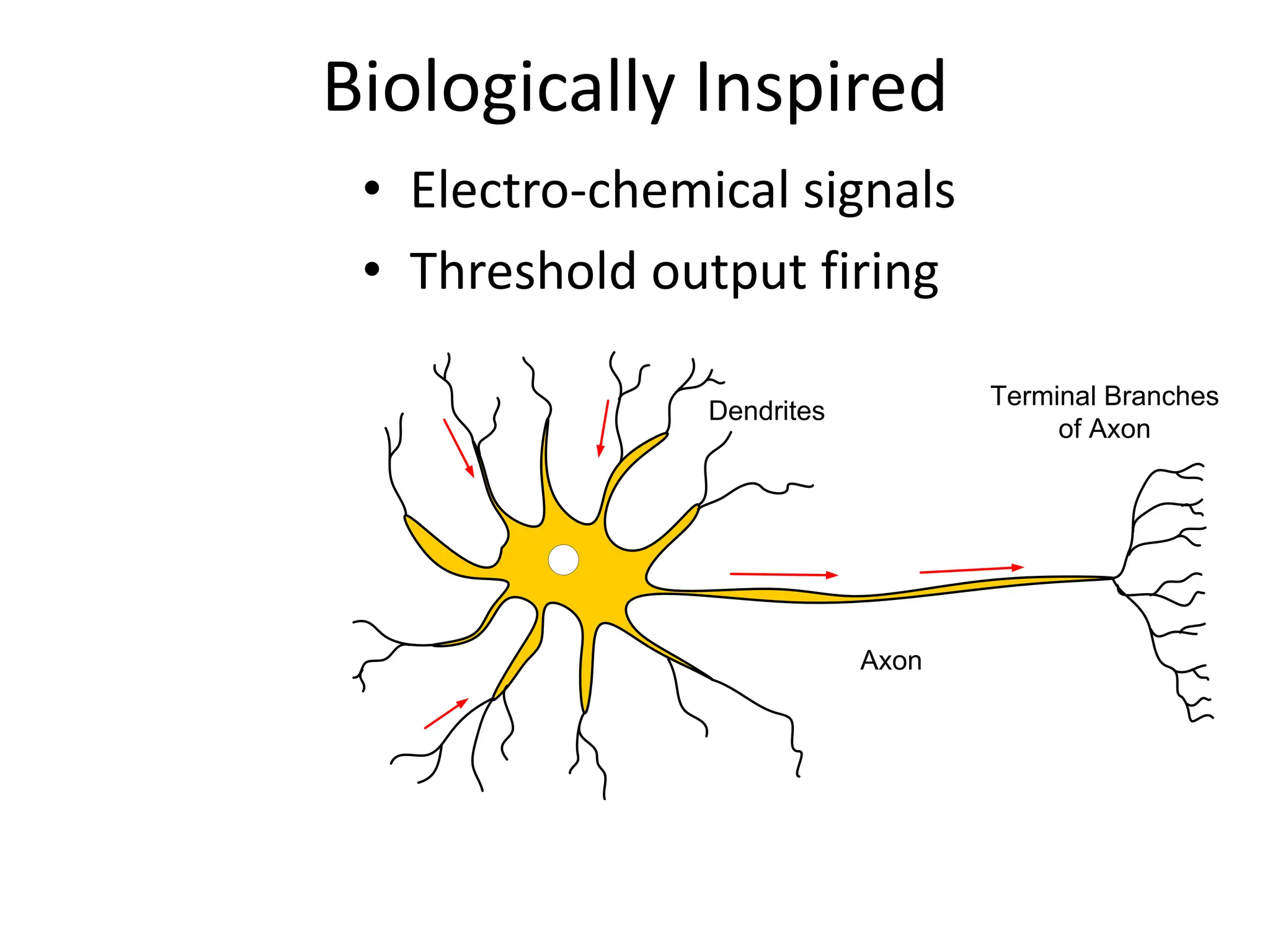 Biologically Inspired
• Electro-chemical signals
• Threshold output firing
Axon
Terminal Branches
of Axon
Dendrites
 