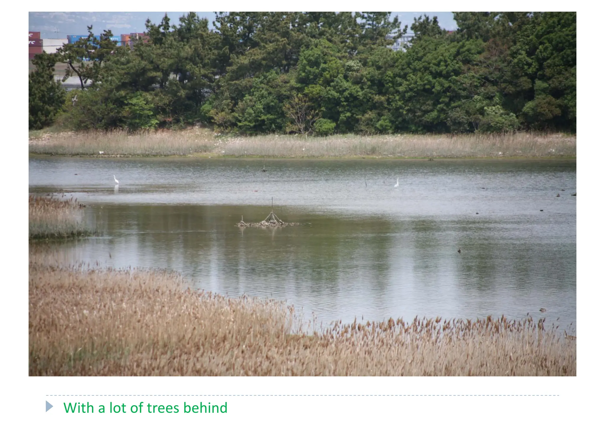 With a lot of trees behind
 