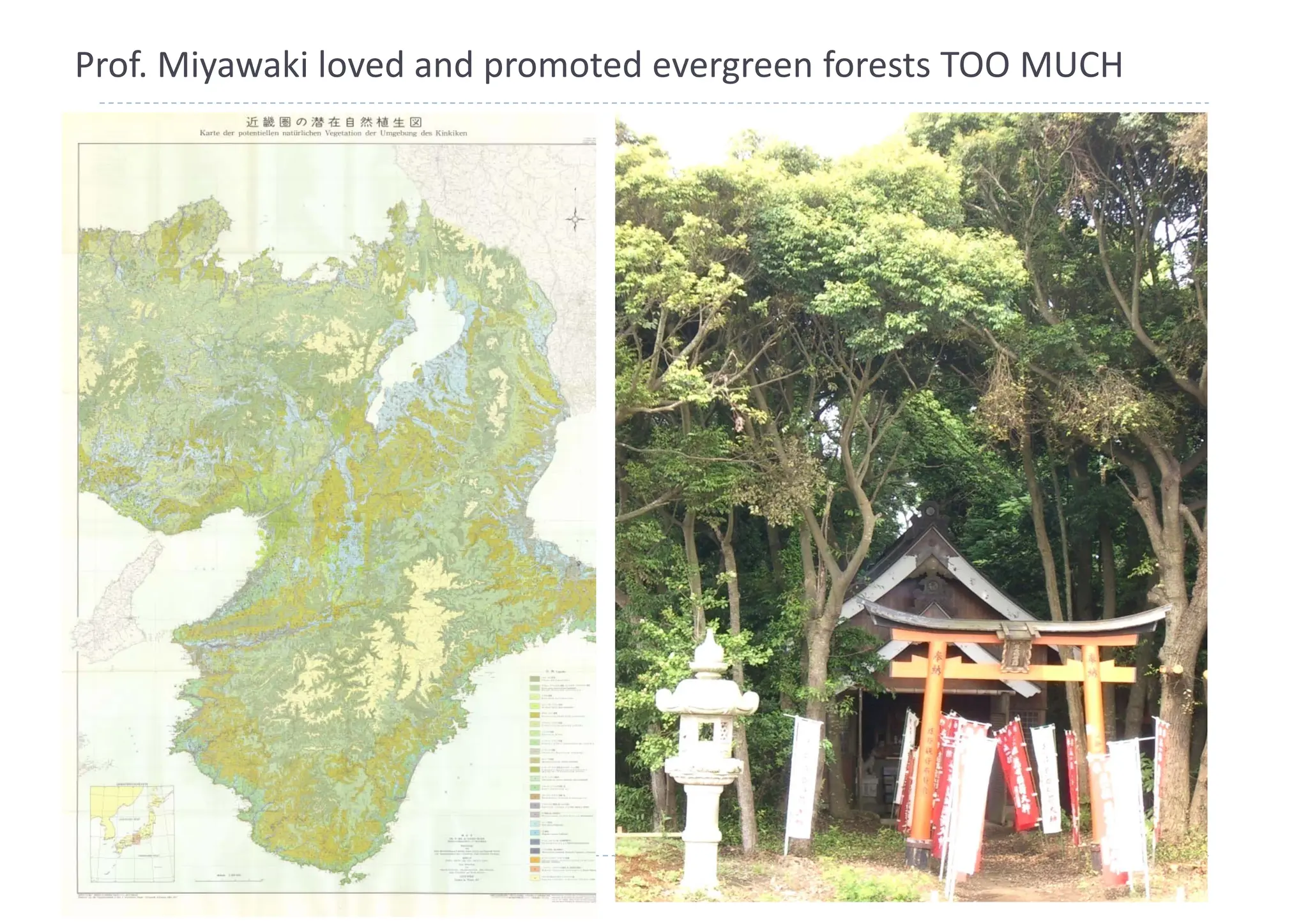 Prof. Miyawaki loved and promoted evergreen forests TOO MUCH
 