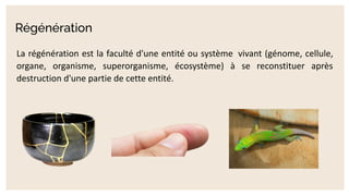 Régénération
La régénération est la faculté d'une entité ou système vivant (génome, cellule,
organe, organisme, superorganisme, écosystème) à se reconstituer après
destruction d'une partie de cette entité.
 