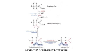 Beta OXIDATION OF SATURATED FATTY ACIDS.pdf