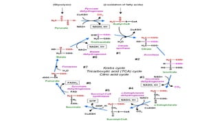 Beta OXIDATION OF SATURATED FATTY ACIDS.pdf