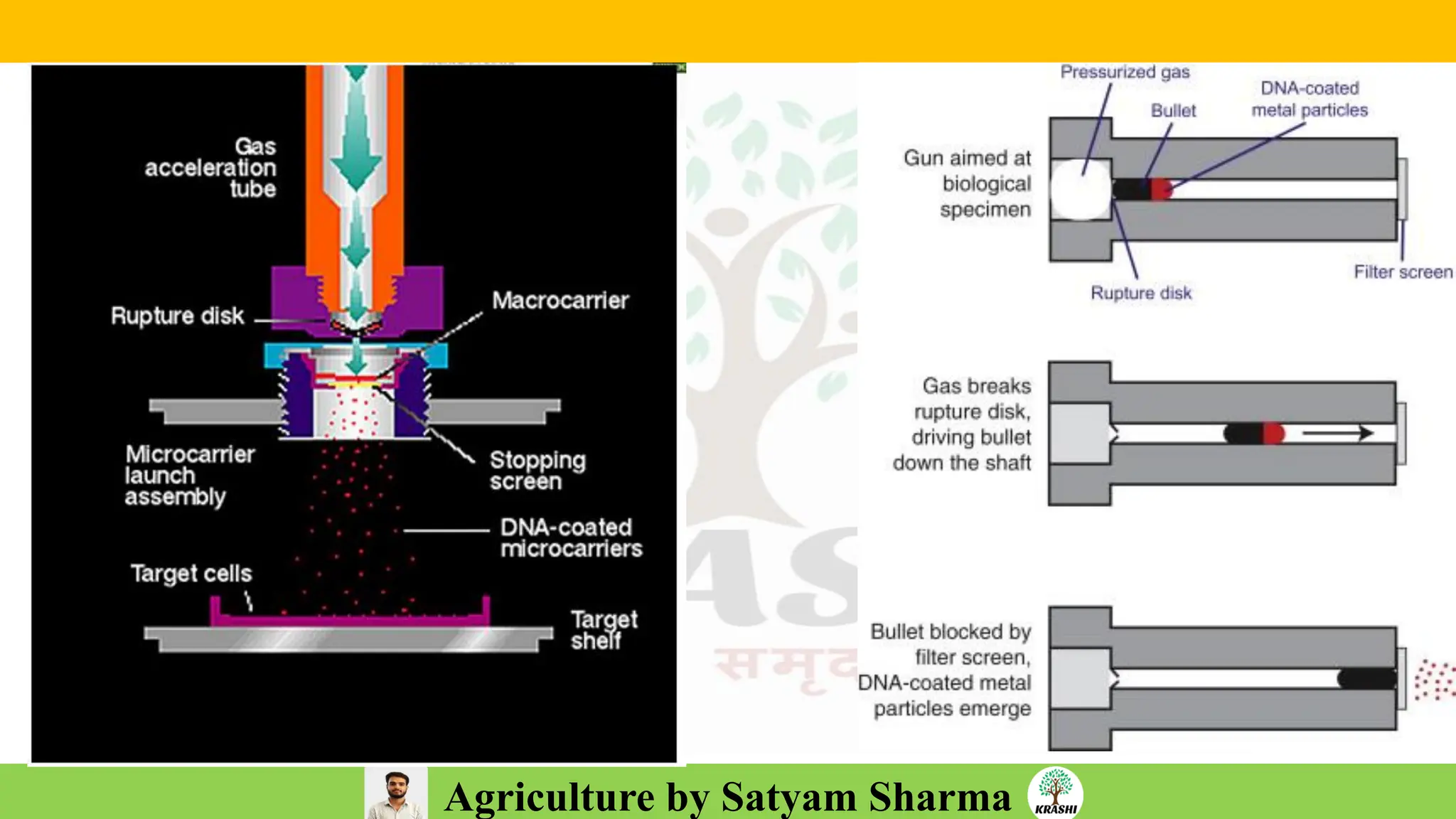 Agriculture by Satyam Sharma
 