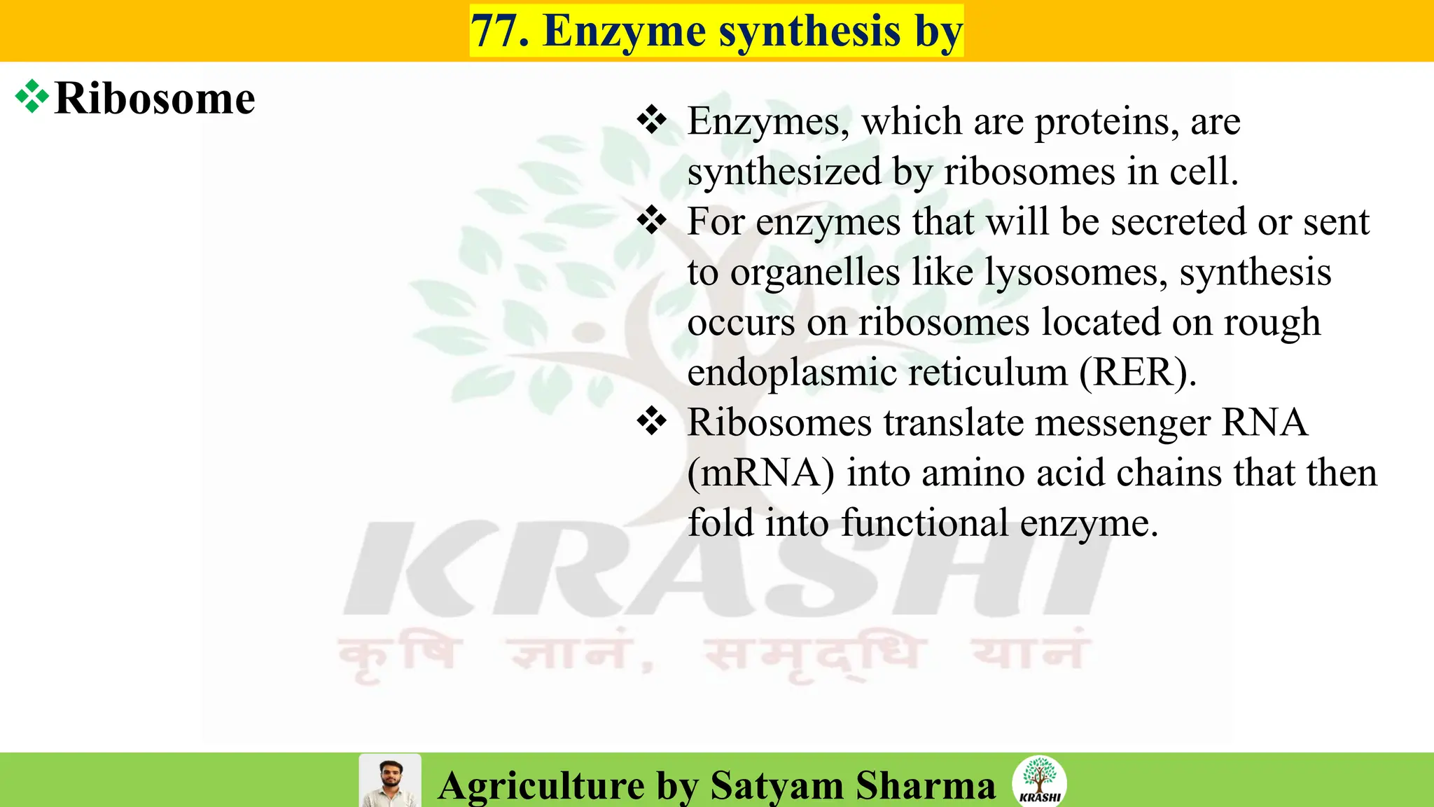 Agriculture by Satyam Sharma
77. Enzyme synthesis by
❖Ribosome ❖ Enzymes, which are proteins, are
synthesized by ribosomes in cell.
❖ For enzymes that will be secreted or sent
to organelles like lysosomes, synthesis
occurs on ribosomes located on rough
endoplasmic reticulum (RER).
❖ Ribosomes translate messenger RNA
(mRNA) into amino acid chains that then
fold into functional enzyme.
 