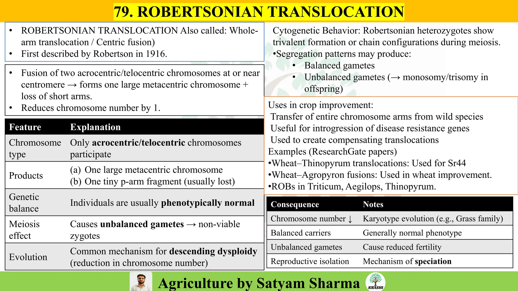 Agriculture by Satyam Sharma
79. ROBERTSONIAN TRANSLOCATION
• ROBERTSONIAN TRANSLOCATION Also called: Whole-
arm translocation / Centric fusion)
• First described by Robertson in 1916.
• Fusion of two acrocentric/telocentric chromosomes at or near
centromere → forms one large metacentric chromosome +
loss of short arms.
• Reduces chromosome number by 1.
Feature Explanation
Chromosome
type
Only acrocentric/telocentric chromosomes
participate
Products
(a) One large metacentric chromosome
(b) One tiny p-arm fragment (usually lost)
Genetic
balance
Individuals are usually phenotypically normal
Meiosis
effect
Causes unbalanced gametes → non-viable
zygotes
Evolution
Common mechanism for descending dysploidy
(reduction in chromosome number)
Cytogenetic Behavior: Robertsonian heterozygotes show
trivalent formation or chain configurations during meiosis.
•Segregation patterns may produce:
• Balanced gametes
• Unbalanced gametes (→ monosomy/trisomy in
offspring)
Uses in crop improvement:
Transfer of entire chromosome arms from wild species
Useful for introgression of disease resistance genes
Used to create compensating translocations
Examples (ResearchGate papers)
•Wheat–Thinopyrum translocations: Used for Sr44
•Wheat–Agropyron fusions: Used in wheat improvement.
•ROBs in Triticum, Aegilops, Thinopyrum.
Consequence Notes
Chromosome number ↓ Karyotype evolution (e.g., Grass family)
Balanced carriers Generally normal phenotype
Unbalanced gametes Cause reduced fertility
Reproductive isolation Mechanism of speciation
 
