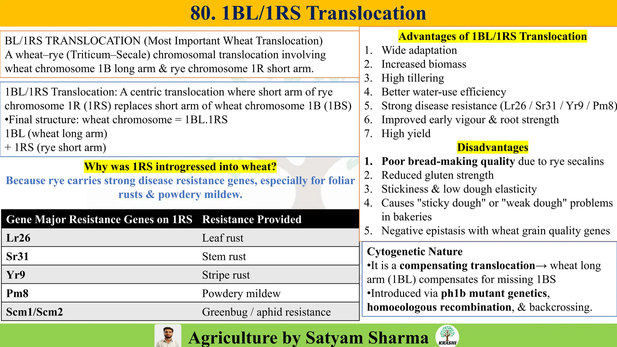 Agriculture by Satyam Sharma
80. 1BL/1RS Translocation
BL/1RS TRANSLOCATION (Most Important Wheat Translocation)
A wheat–rye (Triticum–Secale) chromosomal translocation involving
wheat chromosome 1B long arm & rye chromosome 1R short arm.
1BL/1RS Translocation: A centric translocation where short arm of rye
chromosome 1R (1RS) replaces short arm of wheat chromosome 1B (1BS)
•Final structure: wheat chromosome = 1BL.1RS
1BL (wheat long arm)
+ 1RS (rye short arm)
Why was 1RS introgressed into wheat?
Because rye carries strong disease resistance genes, especially for foliar
rusts & powdery mildew.
Gene Major Resistance Genes on 1RS Resistance Provided
Lr26 Leaf rust
Sr31 Stem rust
Yr9 Stripe rust
Pm8 Powdery mildew
Scm1/Scm2 Greenbug / aphid resistance
Advantages of 1BL/1RS Translocation
1. Wide adaptation
2. Increased biomass
3. High tillering
4. Better water-use efficiency
5. Strong disease resistance (Lr26 / Sr31 / Yr9 / Pm8)
6. Improved early vigour & root strength
7. High yield
Disadvantages
1. Poor bread-making quality due to rye secalins
2. Reduced gluten strength
3. Stickiness & low dough elasticity
4. Causes "sticky dough" or "weak dough" problems
in bakeries
5. Negative epistasis with wheat grain quality genes
Cytogenetic Nature
•It is a compensating translocation→ wheat long
arm (1BL) compensates for missing 1BS
•Introduced via ph1b mutant genetics,
homoeologous recombination, & backcrossing.
 