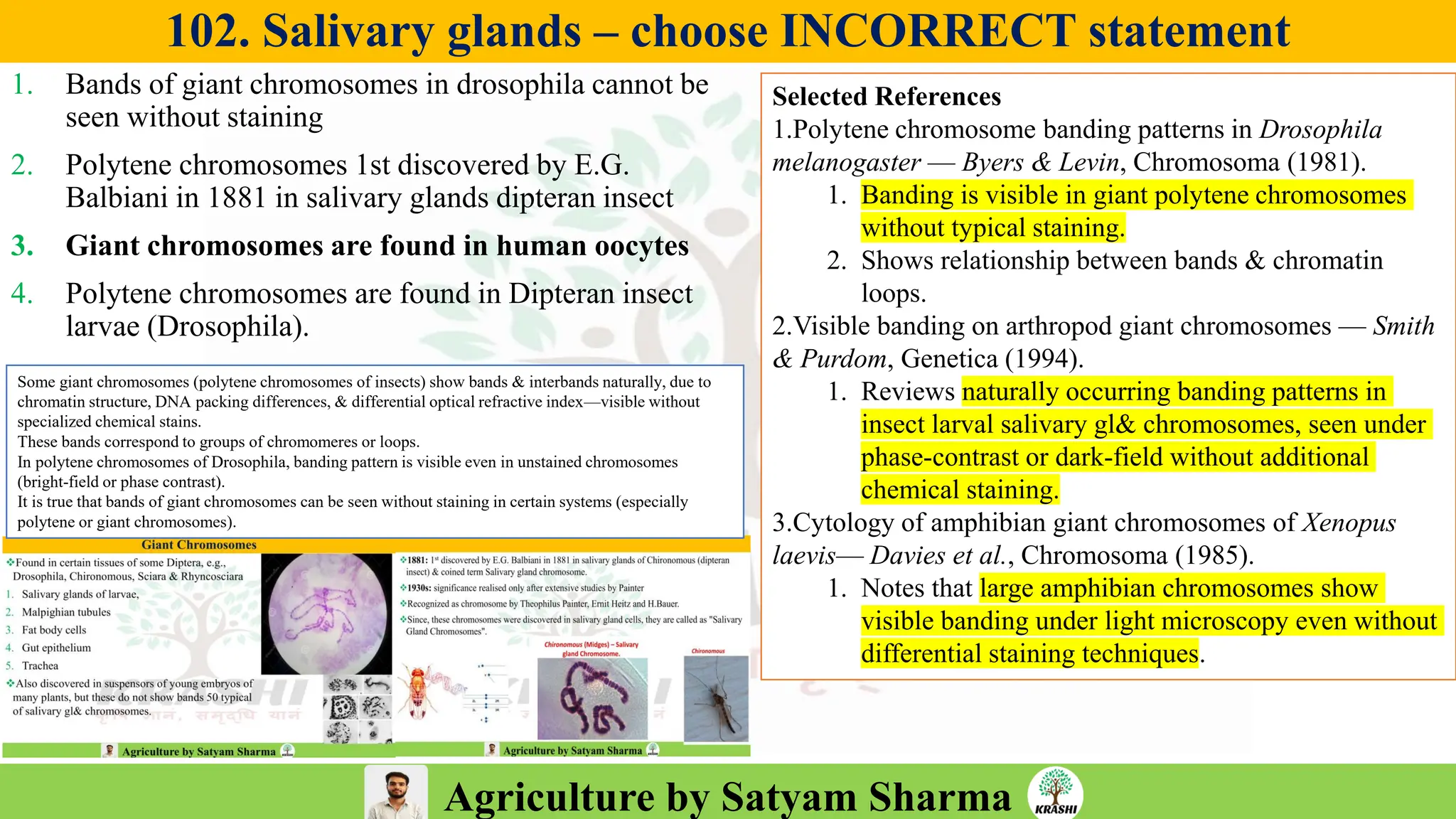 Agriculture by Satyam Sharma
102. Salivary glands – choose INCORRECT statement
1. Bands of giant chromosomes in drosophila cannot be
seen without staining
2. Polytene chromosomes 1st discovered by E.G.
Balbiani in 1881 in salivary glands dipteran insect
3. Giant chromosomes are found in human oocytes
4. Polytene chromosomes are found in Dipteran insect
larvae (Drosophila).
Selected References
1.Polytene chromosome banding patterns in Drosophila
melanogaster — Byers & Levin, Chromosoma (1981).
1. Banding is visible in giant polytene chromosomes
without typical staining.
2. Shows relationship between bands & chromatin
loops.
2.Visible banding on arthropod giant chromosomes — Smith
& Purdom, Genetica (1994).
1. Reviews naturally occurring banding patterns in
insect larval salivary gl& chromosomes, seen under
phase-contrast or dark-field without additional
chemical staining.
3.Cytology of amphibian giant chromosomes of Xenopus
laevis— Davies et al., Chromosoma (1985).
1. Notes that large amphibian chromosomes show
visible banding under light microscopy even without
differential staining techniques.
Some giant chromosomes (polytene chromosomes of insects) show bands & interbands naturally, due to
chromatin structure, DNA packing differences, & differential optical refractive index—visible without
specialized chemical stains.
These bands correspond to groups of chromomeres or loops.
In polytene chromosomes of Drosophila, banding pattern is visible even in unstained chromosomes
(bright-field or phase contrast).
It is true that bands of giant chromosomes can be seen without staining in certain systems (especially
polytene or giant chromosomes).
 