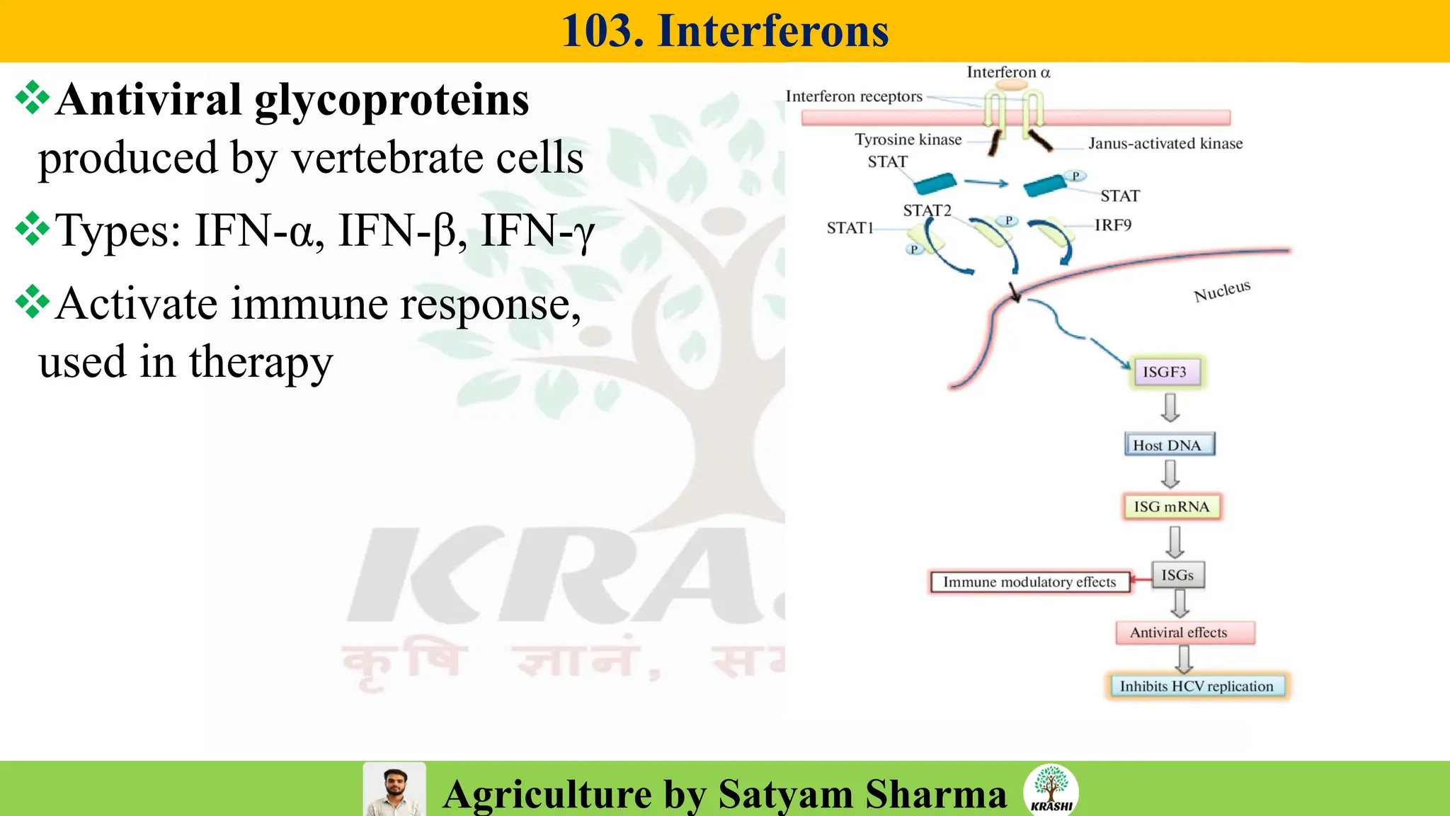 Agriculture by Satyam Sharma
103. Interferons
❖Antiviral glycoproteins
produced by vertebrate cells
❖Types: IFN-α, IFN-β, IFN-γ
❖Activate immune response,
used in therapy
 