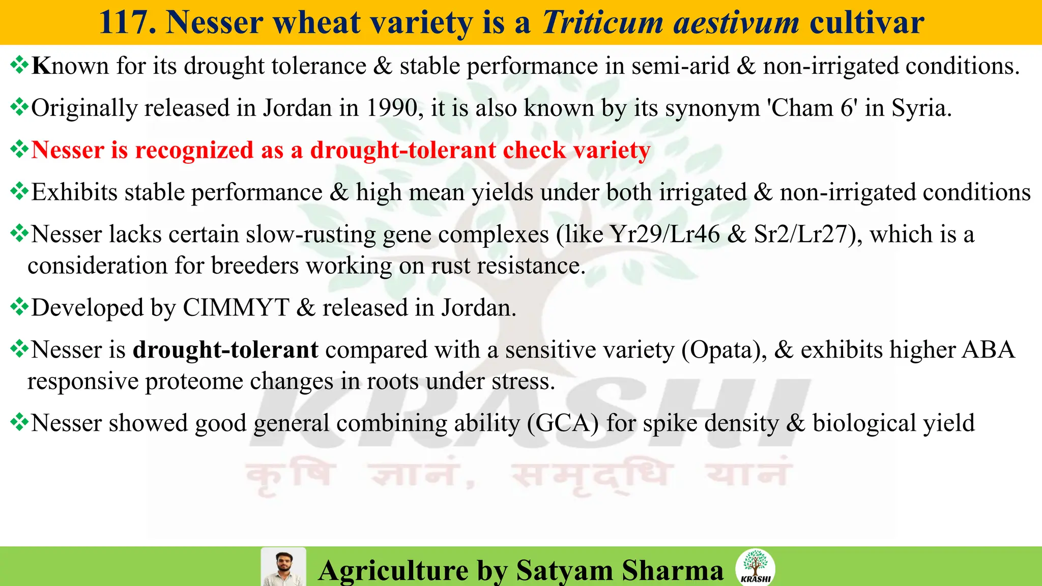 Agriculture by Satyam Sharma
117. Nesser wheat variety is a Triticum aestivum cultivar
❖Known for its drought tolerance & stable performance in semi-arid & non-irrigated conditions.
❖Originally released in Jordan in 1990, it is also known by its synonym 'Cham 6' in Syria.
❖Nesser is recognized as a drought-tolerant check variety
❖Exhibits stable performance & high mean yields under both irrigated & non-irrigated conditions
❖Nesser lacks certain slow-rusting gene complexes (like Yr29/Lr46 & Sr2/Lr27), which is a
consideration for breeders working on rust resistance.
❖Developed by CIMMYT & released in Jordan.
❖Nesser is drought‐tolerant compared with a sensitive variety (Opata), & exhibits higher ABA
responsive proteome changes in roots under stress.
❖Nesser showed good general combining ability (GCA) for spike density & biological yield
 
