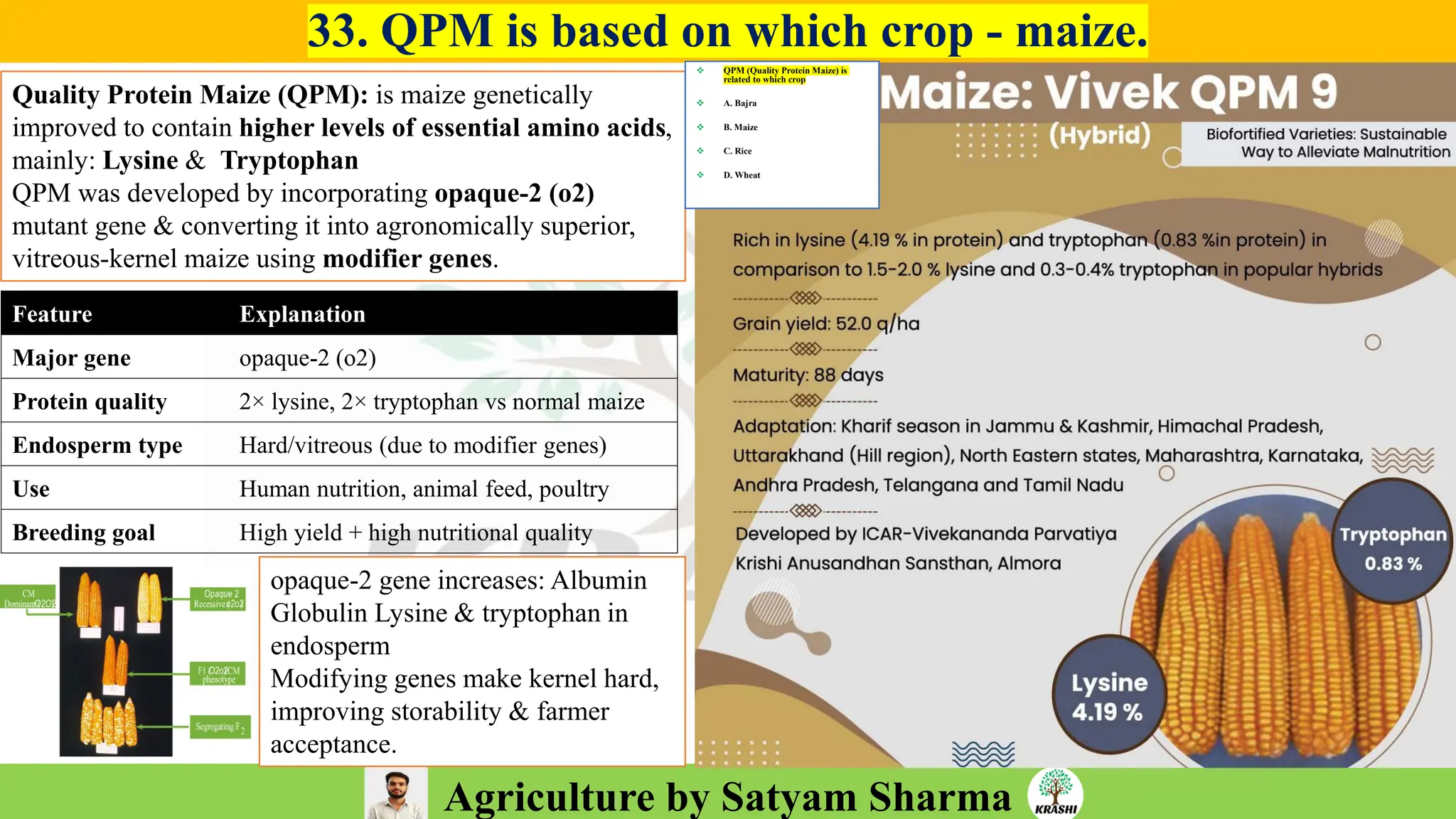 Agriculture by Satyam Sharma
Feature Explanation
Major gene opaque-2 (o2)
Protein quality 2× lysine, 2× tryptophan vs normal maize
Endosperm type Hard/vitreous (due to modifier genes)
Use Human nutrition, animal feed, poultry
Breeding goal High yield + high nutritional quality
33. QPM is based on which crop - maize.
Quality Protein Maize (QPM): is maize genetically
improved to contain higher levels of essential amino acids,
mainly: Lysine & Tryptophan
QPM was developed by incorporating opaque-2 (o2)
mutant gene & converting it into agronomically superior,
vitreous-kernel maize using modifier genes.
opaque-2 gene increases: Albumin
Globulin Lysine & tryptophan in
endosperm
Modifying genes make kernel hard,
improving storability & farmer
acceptance.
❖ QPM (Quality Protein Maize) is
related to which crop
❖ A. Bajra
❖ B. Maize
❖ C. Rice
❖ D. Wheat
 