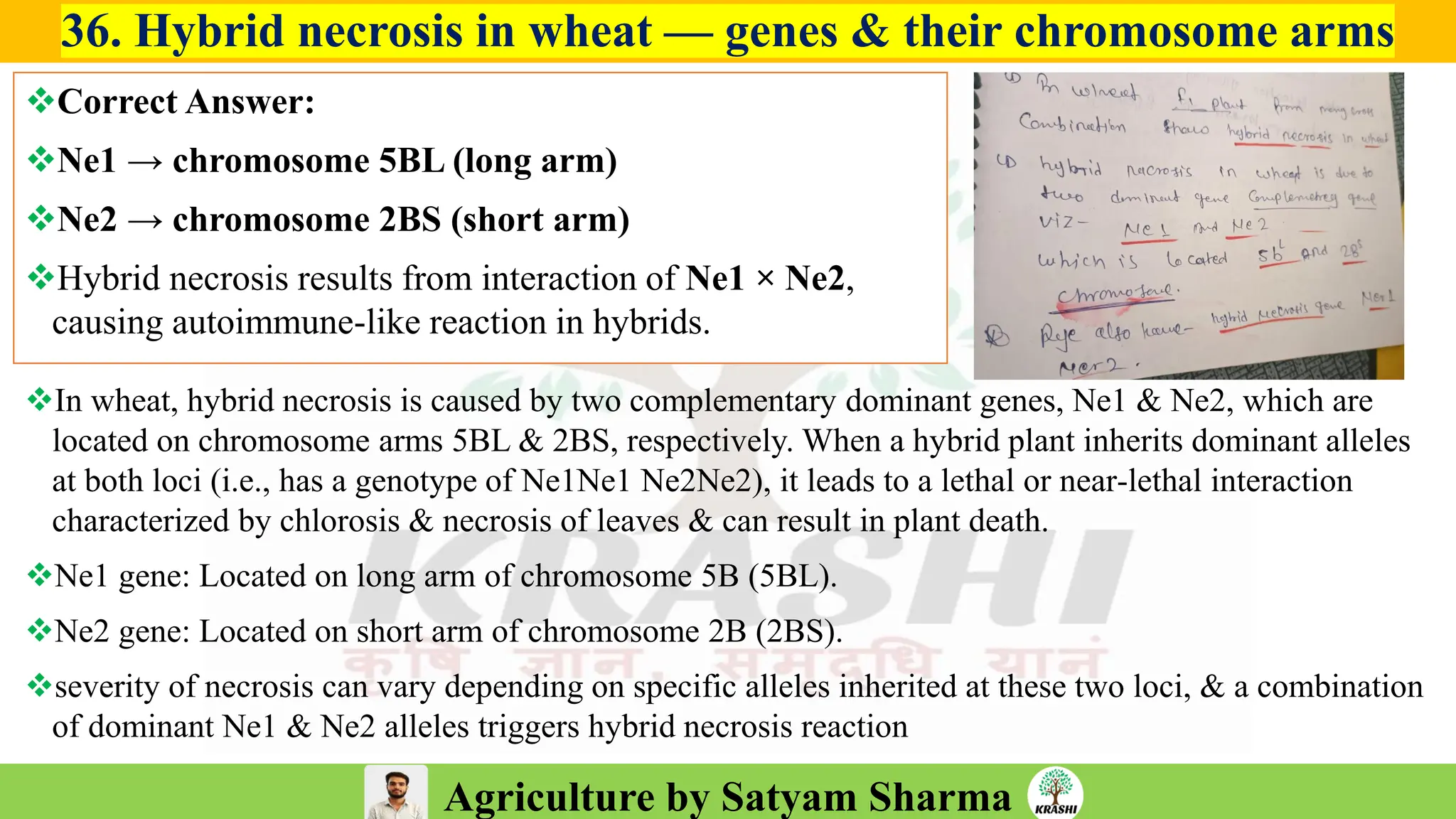 Agriculture by Satyam Sharma
36. Hybrid necrosis in wheat — genes & their chromosome arms
❖Correct Answer:
❖Ne1 → chromosome 5BL (long arm)
❖Ne2 → chromosome 2BS (short arm)
❖Hybrid necrosis results from interaction of Ne1 × Ne2,
causing autoimmune-like reaction in hybrids.
❖In wheat, hybrid necrosis is caused by two complementary dominant genes, Ne1 & Ne2, which are
located on chromosome arms 5BL & 2BS, respectively. When a hybrid plant inherits dominant alleles
at both loci (i.e., has a genotype of Ne1Ne1 Ne2Ne2), it leads to a lethal or near-lethal interaction
characterized by chlorosis & necrosis of leaves & can result in plant death.
❖Ne1 gene: Located on long arm of chromosome 5B (5BL).
❖Ne2 gene: Located on short arm of chromosome 2B (2BS).
❖severity of necrosis can vary depending on specific alleles inherited at these two loci, & a combination
of dominant Ne1 & Ne2 alleles triggers hybrid necrosis reaction
 