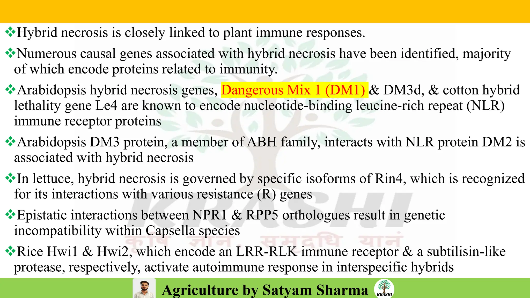 Agriculture by Satyam Sharma
❖Hybrid necrosis is closely linked to plant immune responses.
❖Numerous causal genes associated with hybrid necrosis have been identified, majority
of which encode proteins related to immunity.
❖Arabidopsis hybrid necrosis genes, Dangerous Mix 1 (DM1) & DM3d, & cotton hybrid
lethality gene Le4 are known to encode nucleotide-binding leucine-rich repeat (NLR)
immune receptor proteins
❖Arabidopsis DM3 protein, a member of ABH family, interacts with NLR protein DM2 is
associated with hybrid necrosis
❖In lettuce, hybrid necrosis is governed by specific isoforms of Rin4, which is recognized
for its interactions with various resistance (R) genes
❖Epistatic interactions between NPR1 & RPP5 orthologues result in genetic
incompatibility within Capsella species
❖Rice Hwi1 & Hwi2, which encode an LRR-RLK immune receptor & a subtilisin-like
protease, respectively, activate autoimmune response in interspecific hybrids
 
